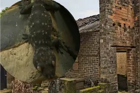 农村废弃老宅，发现了这东西，我是第一次见，不知道你见过没？视频封面