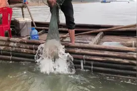 渔民捕到巨型海蜇，把它分割后这样处理，看完你还敢吃吗？视频封面