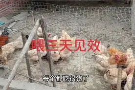 养鸡厌食，肠道不消化，买一样东西喂很有用的，你们可以试下。