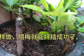 这样处理一下，腊梅就能扦插成功了。视频封面