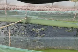 回老家几天，舅舅家后面养殖了牛蛙，居然还有一只蓝色的视频封面