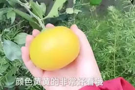 养了三年的橘子树终于开花结果了，还长了三十几个橘子。赞赞赞视频封面