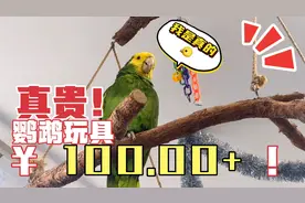澳洲合法鸟店居然卖鸟声翻译器！价格真贵，均价100元。幸福小鸟