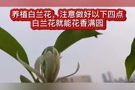 种植白兰花注意下四个要点，白兰花就能花香满园视频封面