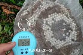 给大家分享9.9斤的马蜂窝到底能有多大，老师傅娴熟收马蜂窝厉害视频封面