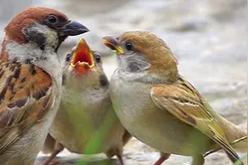 麻雀育雏～麻雀妈妈怎样喂食小宝宝？伙食怎么样？快进来看看吧