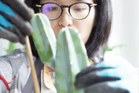 你的仙人掌经常烂根？原因就是这个！视频封面