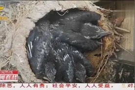 乌鸫鸟在窗台外筑巢，孵出三只小可爱，住户决定不打扰它们视频封面