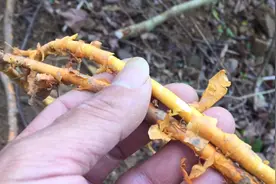 【穿破石】又称（山荔枝、九层皮等）视频封面