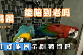 鹦鹉能陪你到老相信吗，寿命100岁的鸟金刚鹦鹉视频封面