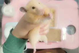 养鼠阿姨买了2块钱1两活面包虫，仓鼠吃的嘎嘎香，过程有点慎人！