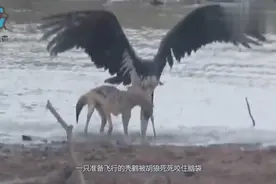 只有状元徒弟，青出于蓝而胜于蓝......视频封面