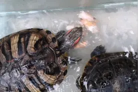 让我尝尝你那个的味道