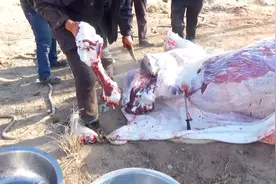 农村杀牛剥牛皮剔牛骨，师傅的手法麻利快速，真是高手在民间