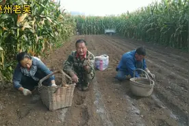 中华药都亳州道地中药材白芍，降价无人种植，亳州老吴栽二亩现场视频封面