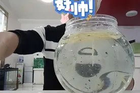 草履虫养殖的方法视频封面