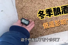 酿酒知识，山东连续降温，温度太低了不利于酒培发酵视频封面