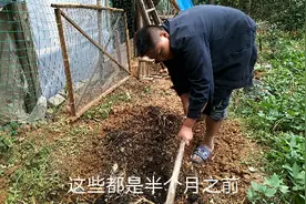 鸡棚清出来的鸡粪，小伙用这种方法处理后，再拿来种菜，可行吗？视频封面
