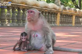 这小猴子真倒霉，刚钻进妈妈怀里就被抽住头发，结果被整惨了！