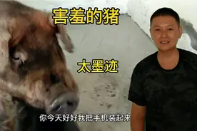 春哥着急回家，杜八就是不工作，走来走去是怕拍照，太害羞了。