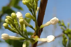 农村小伟去采丁香花，泡水喝去火还养胃，丁香全身是宝你知道多少视频封面