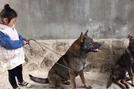 狗狗无条件的宠着小主人，连小狗靠近也会时刻提防，怕伤着小主人视频封面