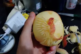 恋爱后遇到更喜欢的人该怎么办？苹果雕鹦鹉