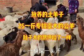 放养的土羊子，25一斤专挑蛋大的公羊，2000块一个羊能出多少肉视频封面