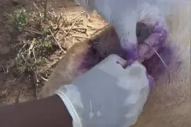 母狮腹部受伤了，伤口挺严重，碰见国外兽医缝合伤口！！视频封面