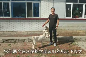 萌萌的小羊过生日了，主人给它们准备了特别的礼物，看把羊高兴的视频封面
