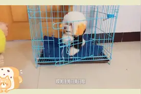 这是一只感知主人情绪的狗，情况不对立马把自己关进笼子！真机智视频封面