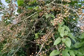 认识《破布木》吗？它的果子非常多也好看，可以榨油也可以药用视频封面