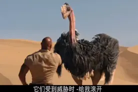 强森欺负鸵鸟，结果人家叫来兄弟，追的他要跳崖视频封面