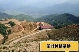 浙江老板来江西投资种植茶叶，整片山都种满了，真这么赚钱吗？视频封面