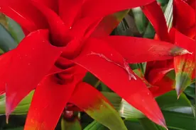 年宵花鸿运当头这样养，花期长生长旺盛，独特的浇水方法看过来视频封面