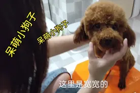 主人给小泰迪洗澡还拉毛了，洗完像变了个狗子一样
