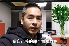 过完年办公室绿植娇气的富贵竹枯萎了，峰哥总结经验供大家参考视频封面