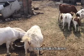 介绍一种牛羊最爱吃的秸秆饲料：玉米秸秆青贮视频封面
