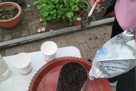 别再乱用多菌灵了，掌握方法才是关键，否则越用越坏，还可能中毒视频封面