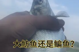 这是大鲂鱼？野钓龙湖有意外惊喜啊！放流了。济南龙湖湿地公园视频封面