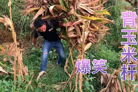 四川小伙帮贵州丈母娘背玉米杆，小伙不会用背篓，结局笑得肚子疼视频封面