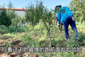 羊粪种地的缺点草多，秀丽果园锄草有惊喜，酸甜可口真好吃视频封面
