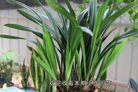 兰花根系发霉别着急，三个步骤让根系恢复健壮，植株越长越旺！