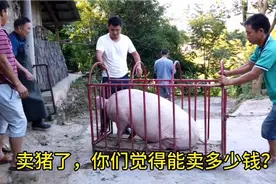 贵州遵义的生猪价格又涨了，你们看看300多斤的生猪能卖多少钱？视频封面