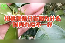 柑橘现蕾期时间不一样，这几个因素决定开花时间