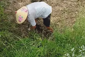 我们山区农村大爷劳作时的背影视频封面