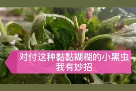 花卉长了黏黏糊糊的黑色蚜虫，喷药之前做好这一步，可事半功倍。视频封面