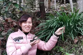 传说开在阴阳两界的彼岸花，原来叶子也这么美，你见过吗视频封面