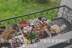 家庭养多肉应该将多肉摆在什么地方最好？注意什么？视频封面