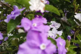 四川第一座国宾级涉外酒店成都锦江宾馆，带朋友们了简单解一下。视频封面